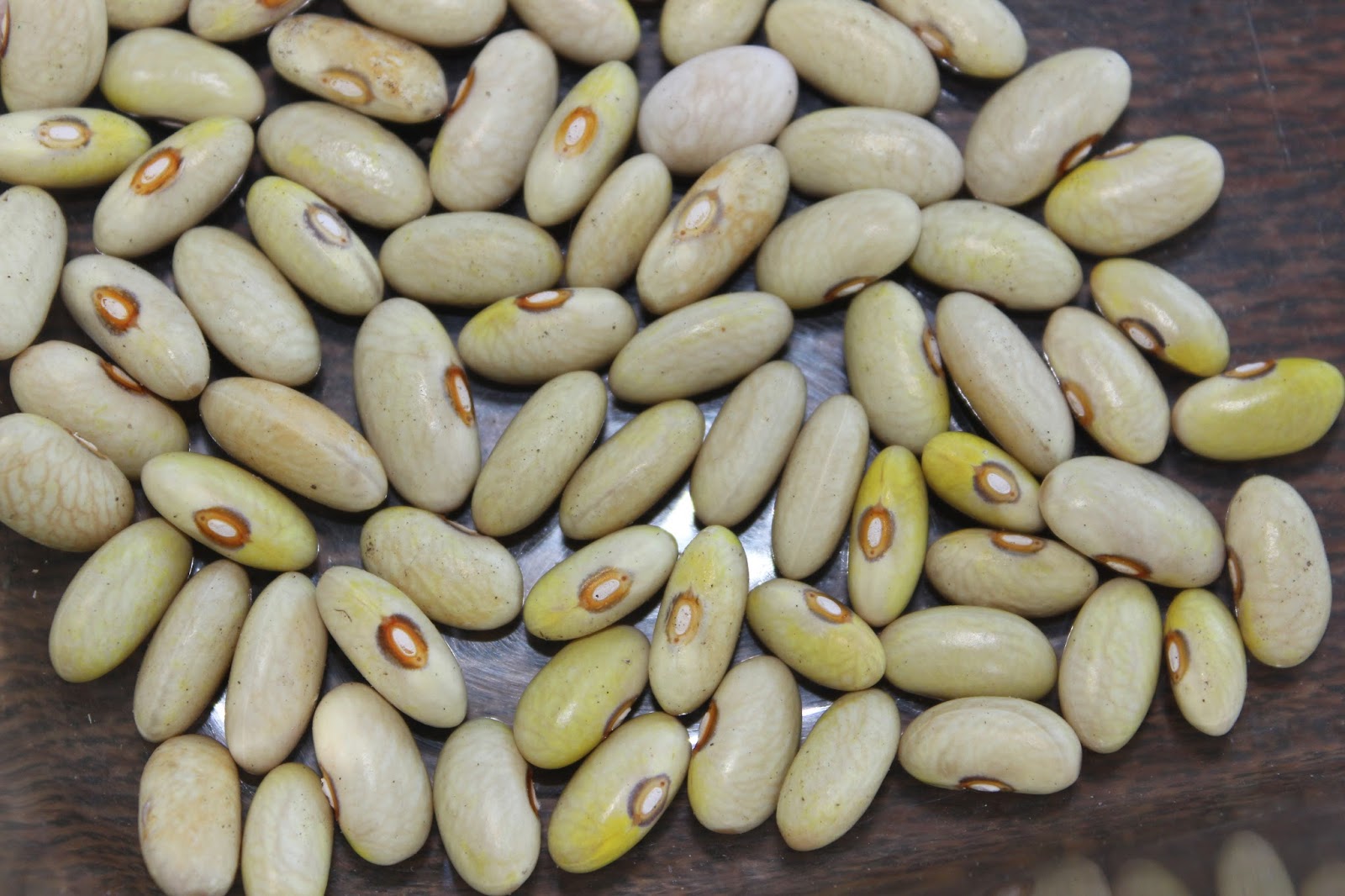 Easy Living the Hard Way Dried Bean Trials