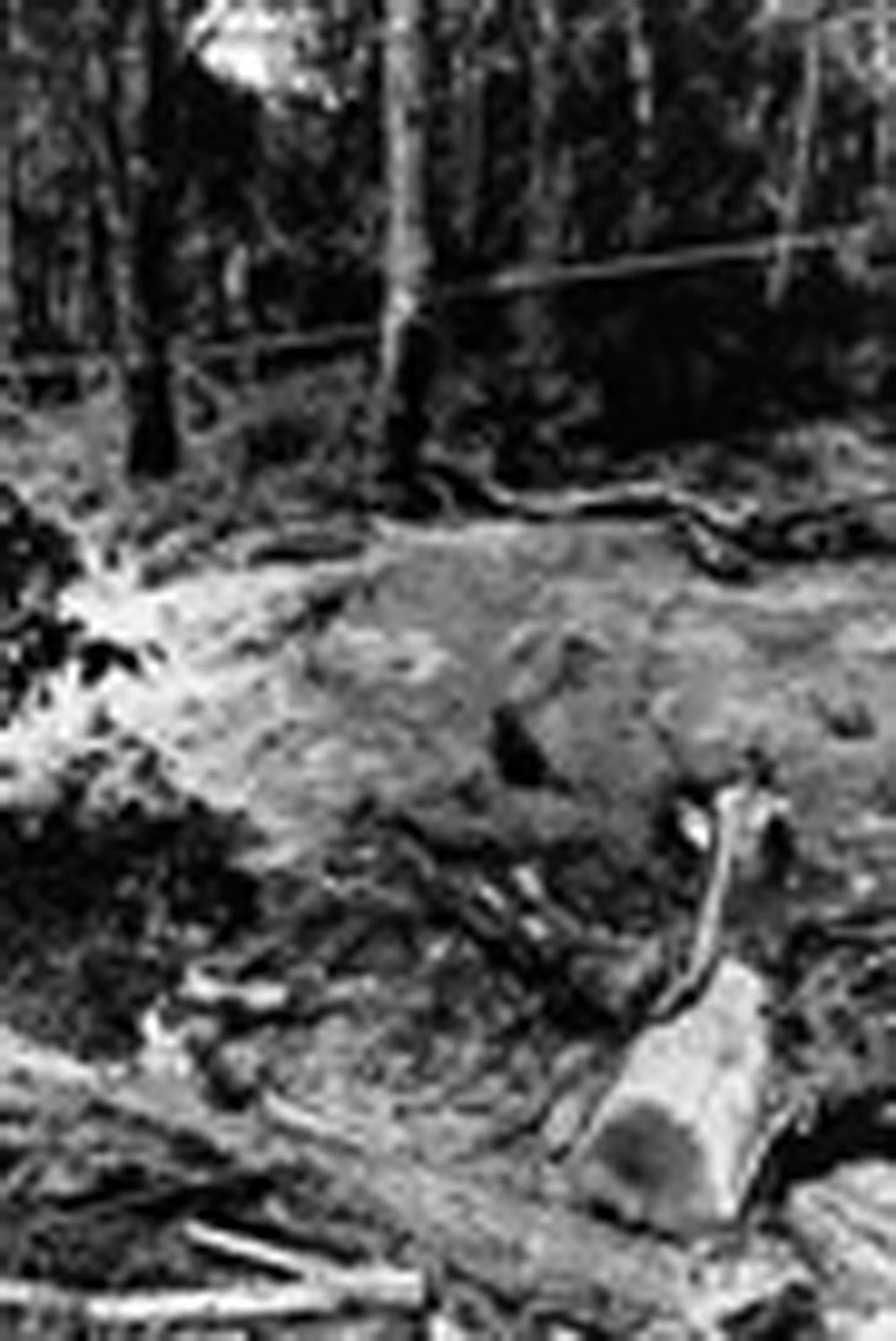 Killer missing found victim never still later years cheryl believed renwick couple body been catherine david person she el 1 de noviembre vieron a noelene patterson de 31 años de edad de pie