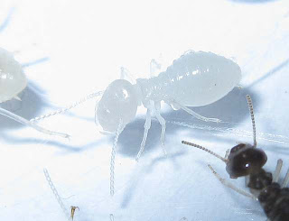 Worker nymph (larva) of Macrotermes carbonarius