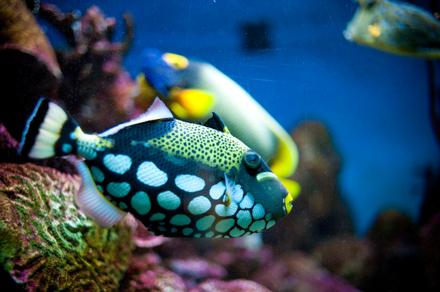 tourism-baltimore-aquarium
