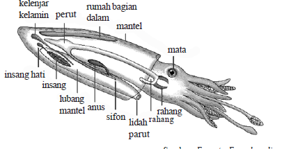 Ciri Ciri dan Klasifikasi Mollusca
