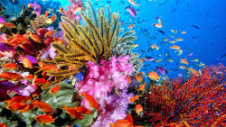 coral reef wallpapers background resolution desktop widescreen earth