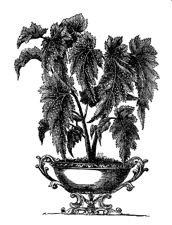 potted Begonia plant image stock plant illustration