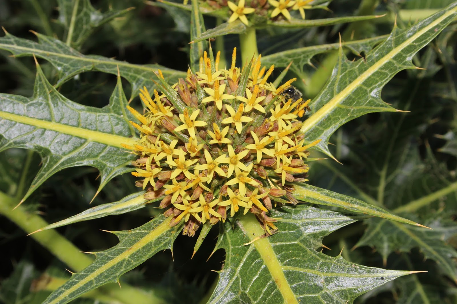 Biodiversity of Cyprus by NGO Protection of the Natural Heritage and the Biodiversity of Cyprus