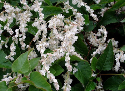 How to grow Polygonum baldschuanica Polygonum baldschuanica white flowers
