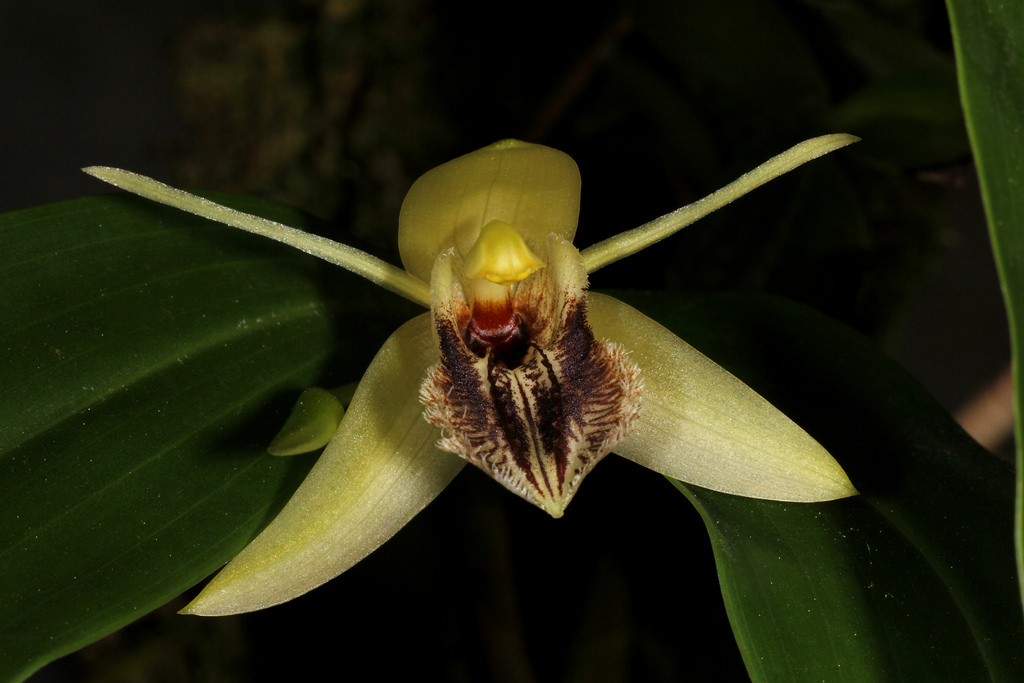 Coelogyne ovalis orchid plant care and culture Travaldo