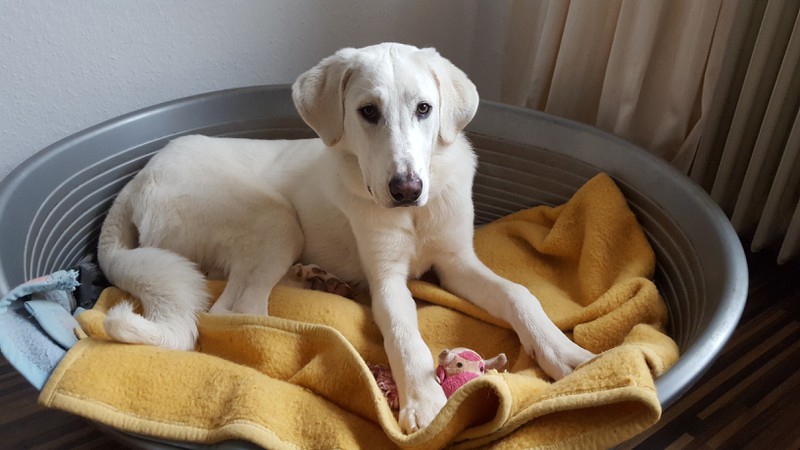 Countryfeeling 2.0 Gentest für Hunde