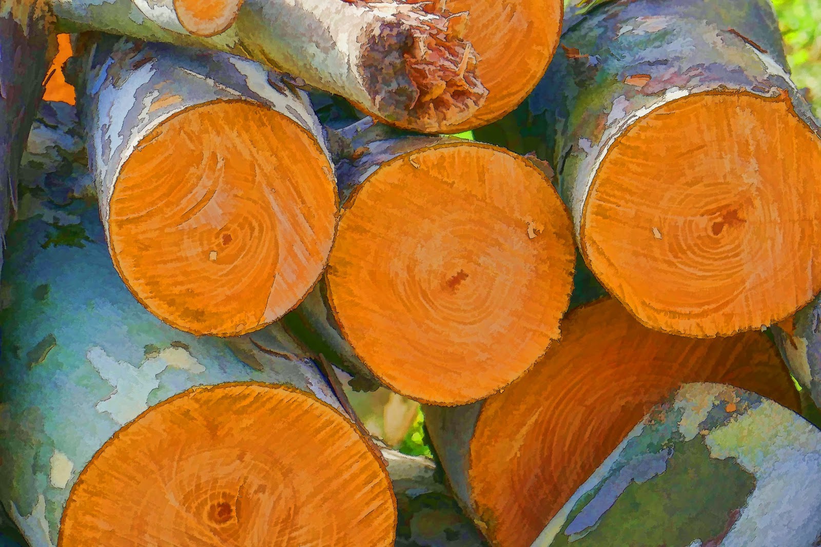 A picture a day Fresh cut trees