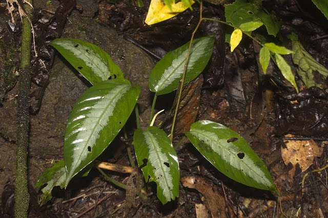 rainforest plant of berneo Aroid plant of Tropical Rainforest of Heart of Borneo