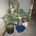 PM apreende pés de maconha no setor P Sul de Ceilândia