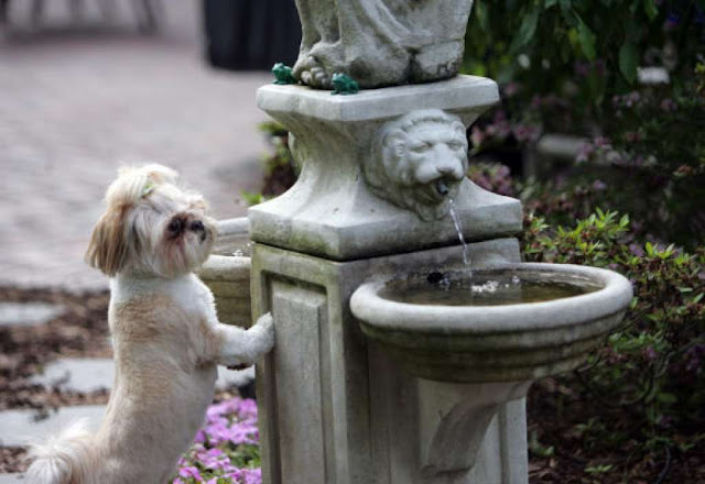 Como incentivar o shih tzu a beber mais água