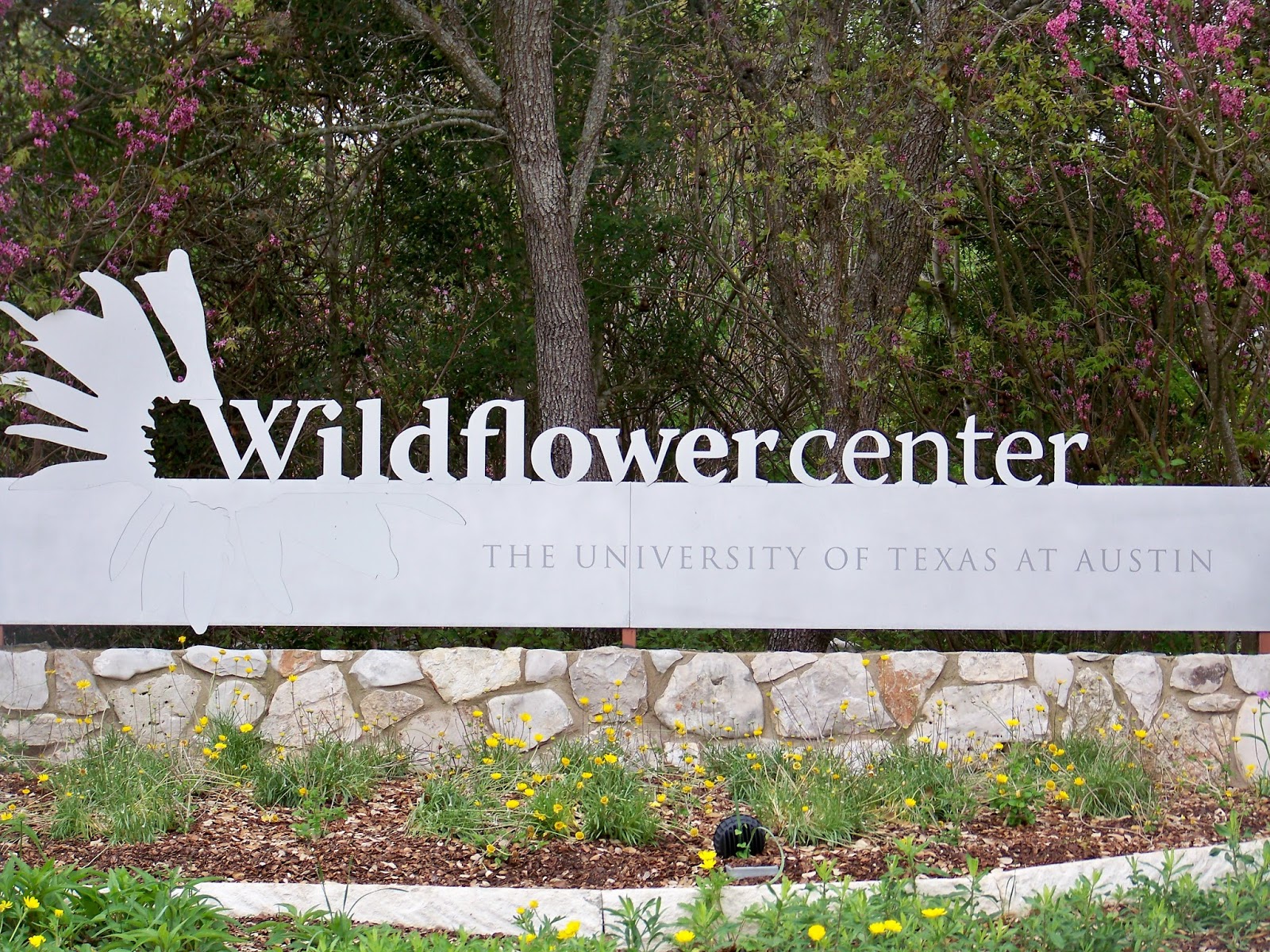 Lady Bird Johnson is responsible for all of the beautiful wildflowers we see in the Texas hill country. Learn more about the Lady Bird Wildflower Center and her beautifully illustrated book.