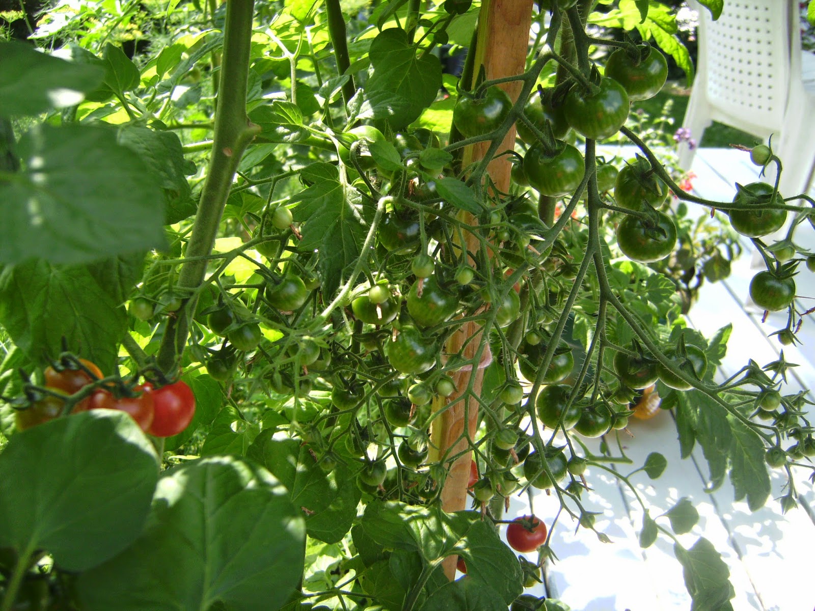 Gardening for mental health! Cucumbers and Tomatoes