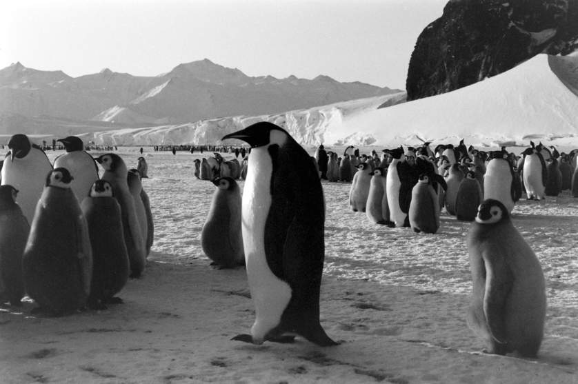 Stunning Photographs of Glaciers and Penguins in 1964 ~ vintage everyday