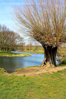 Willow pollards and people enjoying the River Stour in Dedham Vale