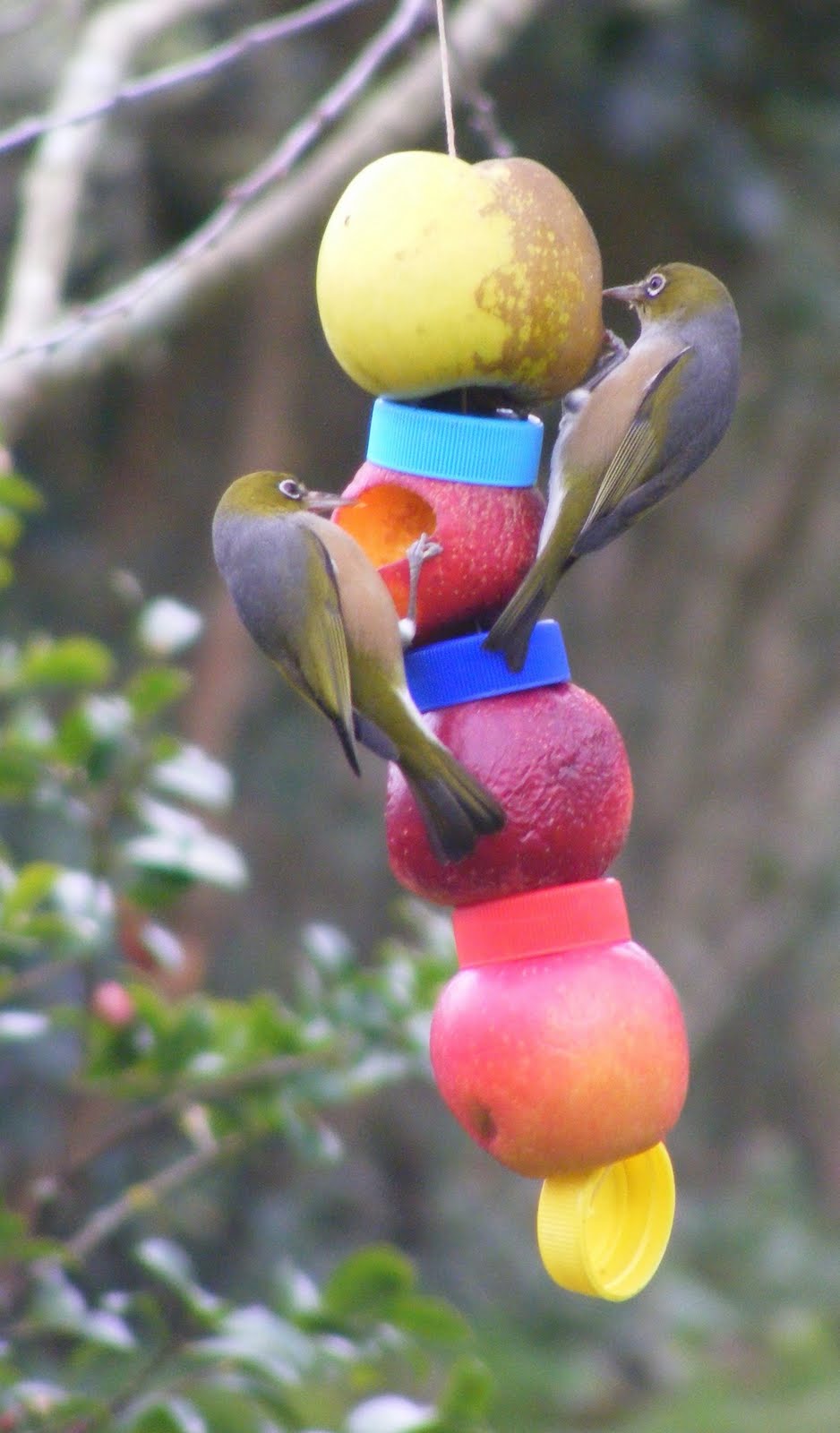 Rachel Callaghan Landscape Architect, NZ Bird Feeders
