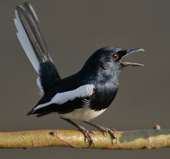 Perawatan Kacer Mabung Agar Cepat Selesai Cara Merawat