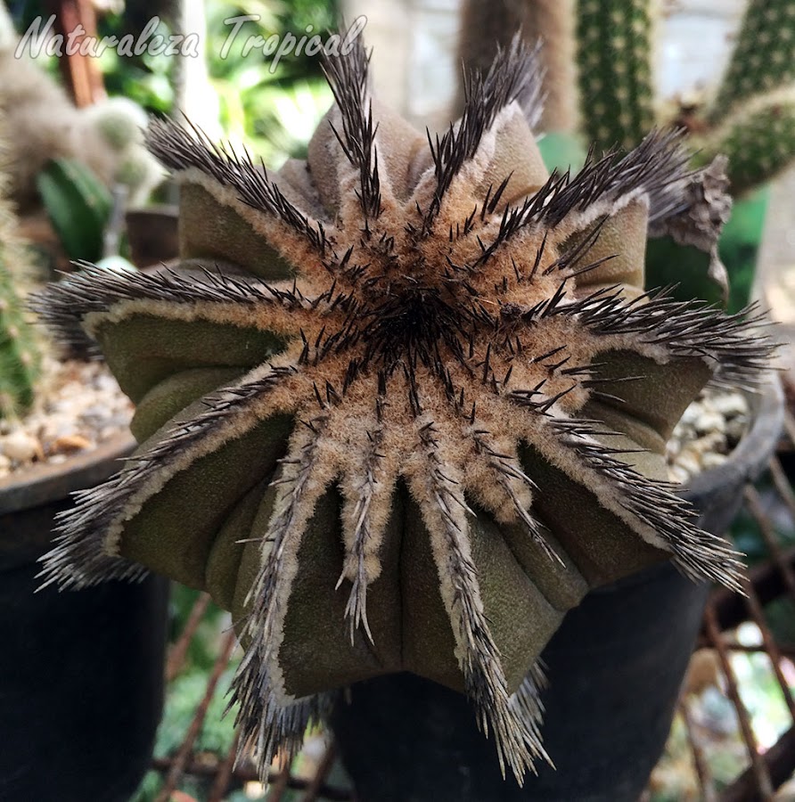 Otra fotografía del tallo del cactus Uebelmannia pectinifera
