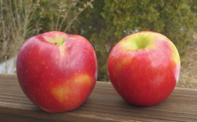 Cosmic Crisp vs Honeycrisp smackdown - Adam's Apples