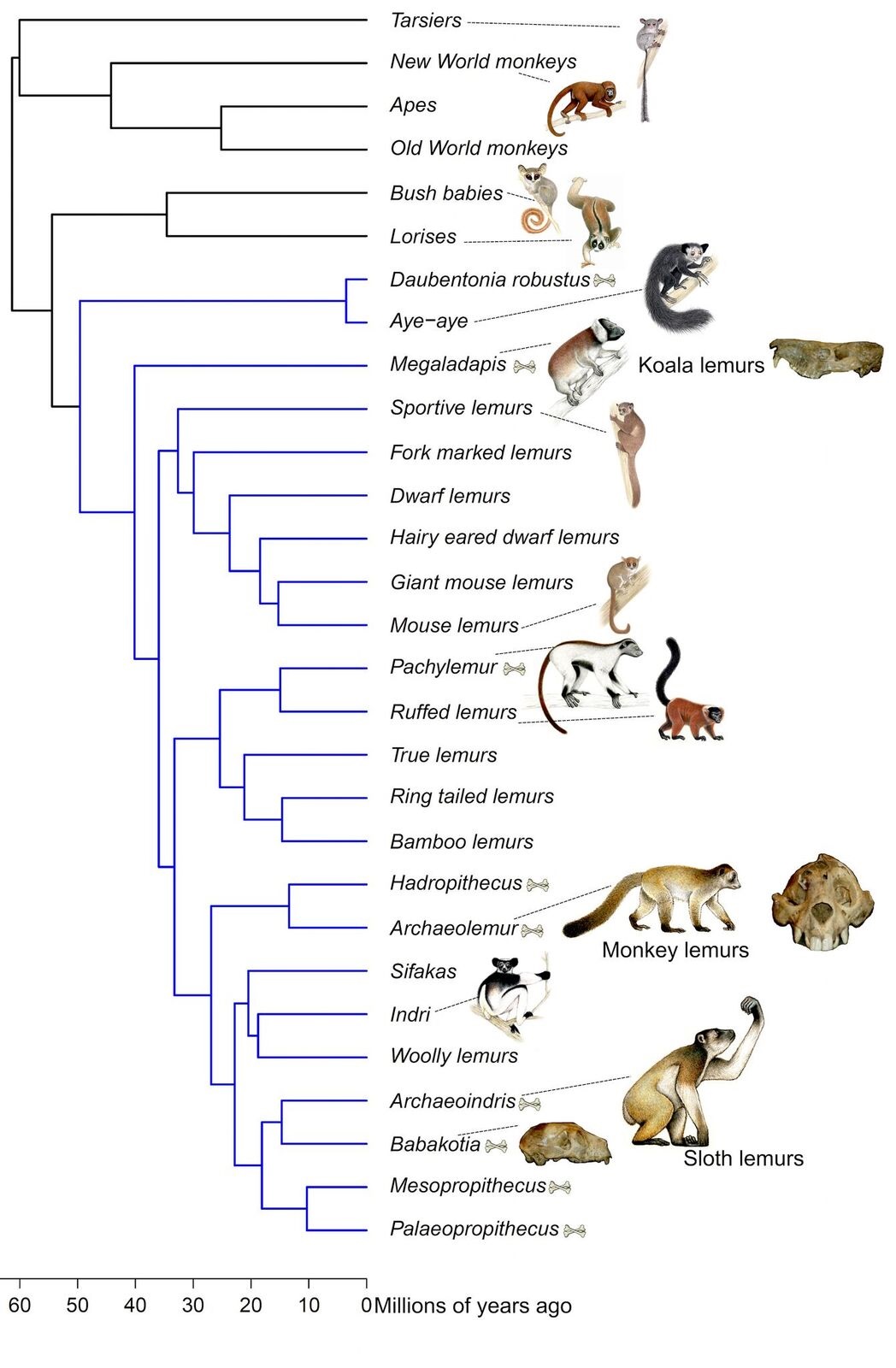 phylogenetic tree of human ancestors illustration