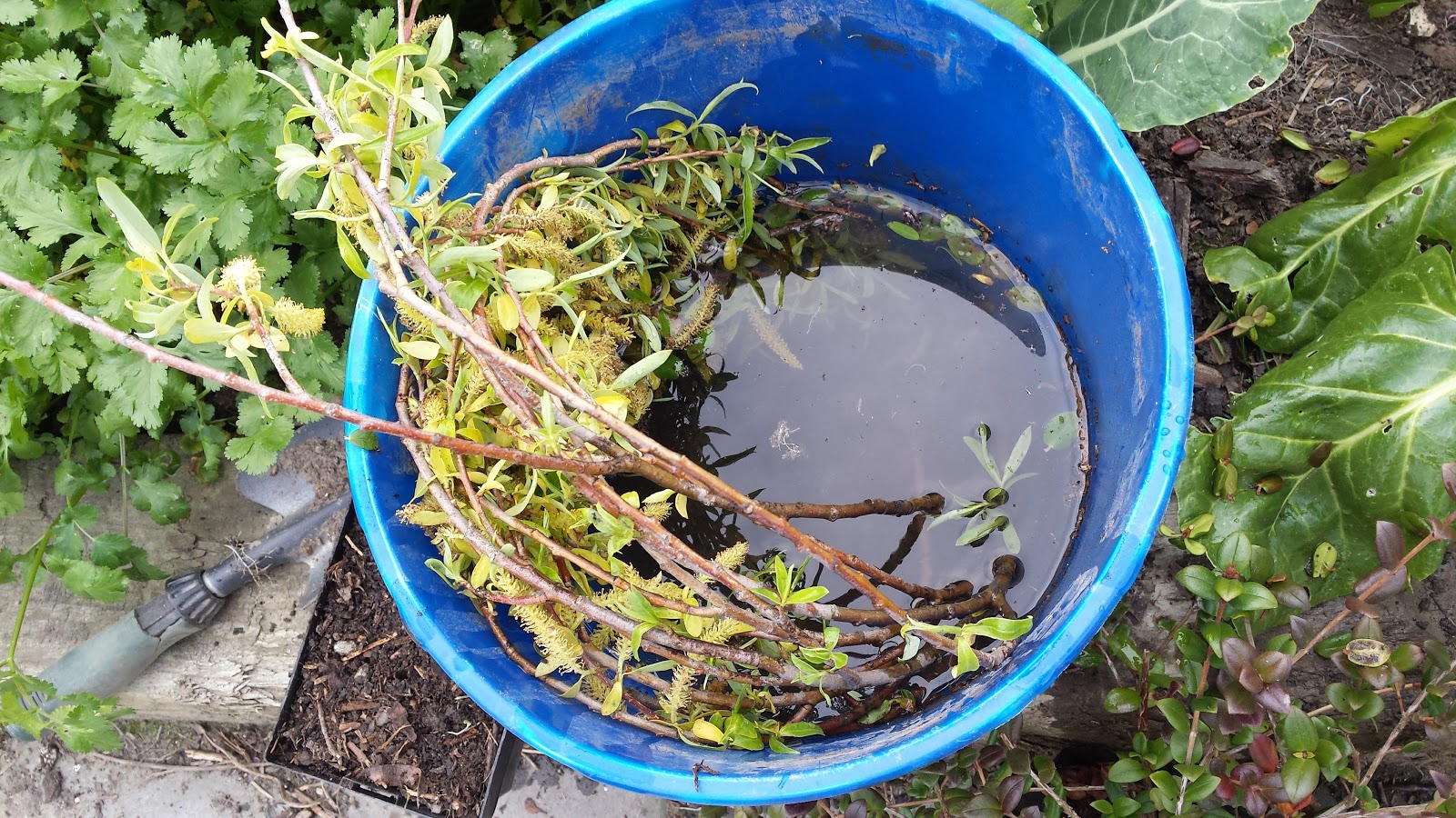 Made with my two hands How to make your own plant rooting hormone