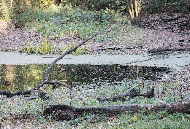 Logs and pond on Hayes Common, 18 November 2016. Logs and pond on Hayes Common, 18 November 2016.