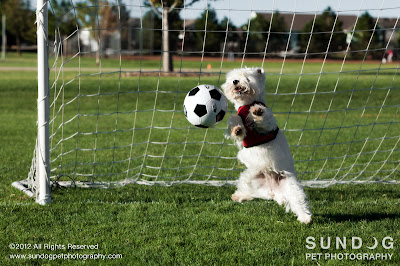 Copyright 2012 Sundog Pet Photography. All Rights Reserved.
