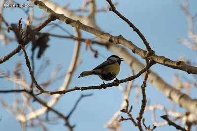 Mallerenga carbonera (Parus major)