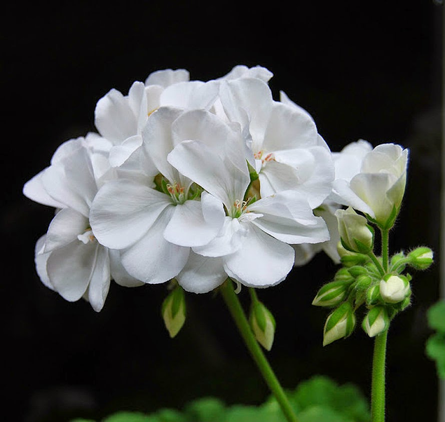 Nuestros queridos geranios