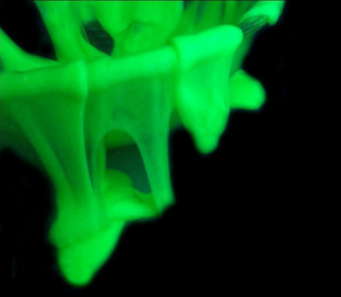 GLOW IN THE DARK GRINCH SLIME RECIPE- my kids had so much fun with this!