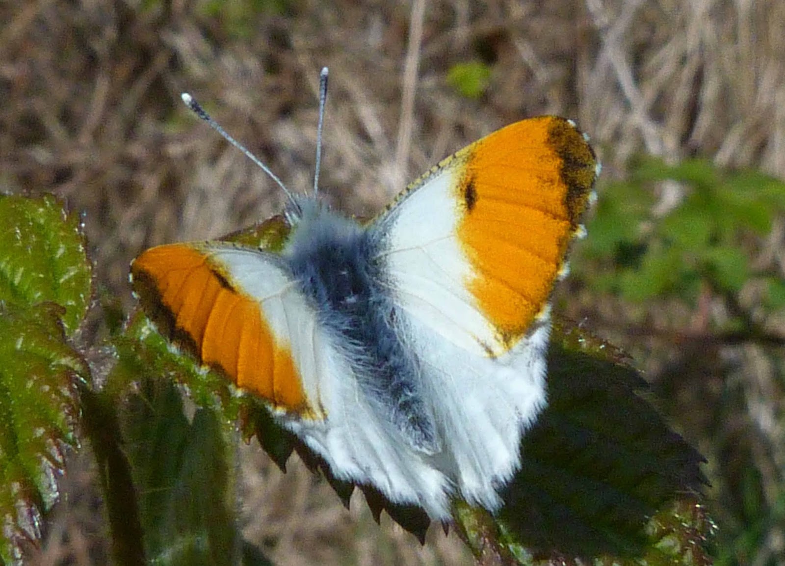 Insects of Scotland Butterflies