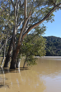 Flooded trees and muddy water, Lexington Reservoir, Los Gatos, California