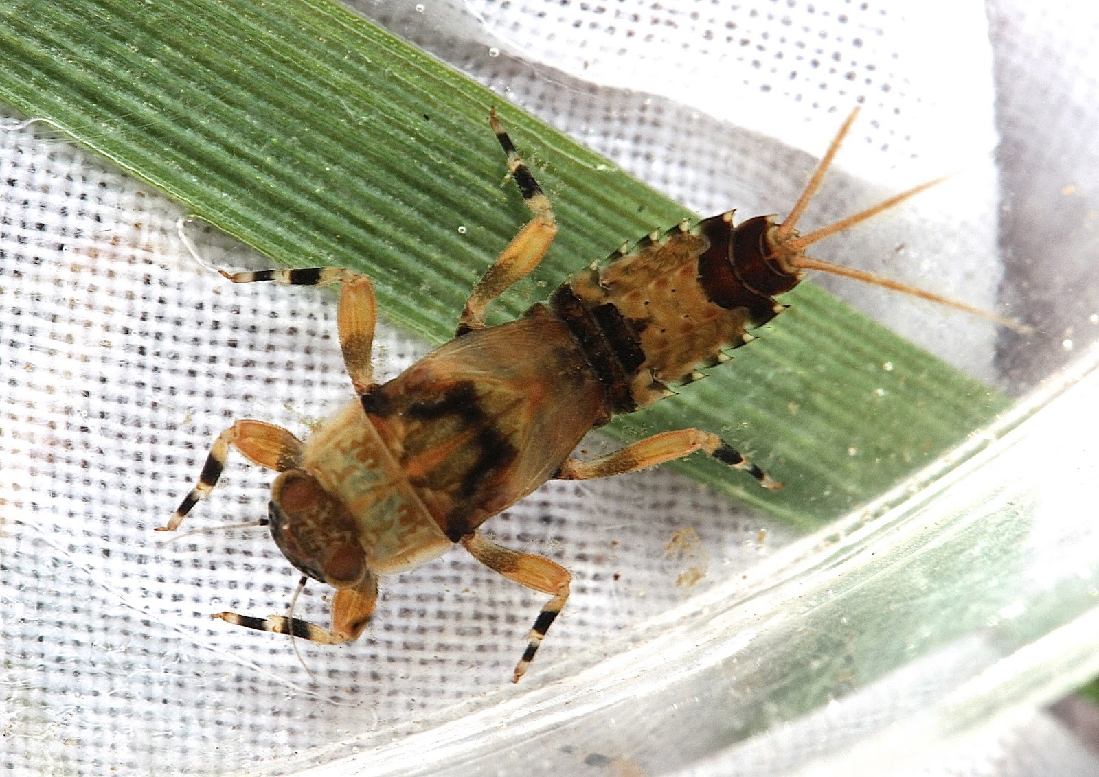 Aquatic Insects of Central Virginia: Isoperla season at the Rapidan River