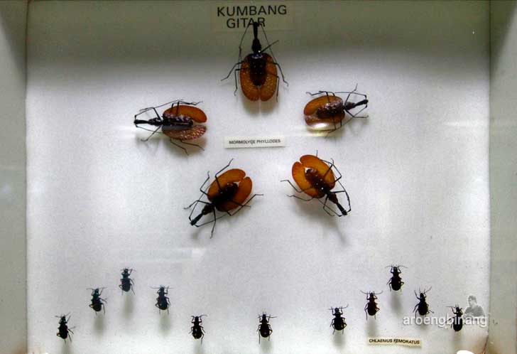 museum serangga dan taman kupu-kupu tmii