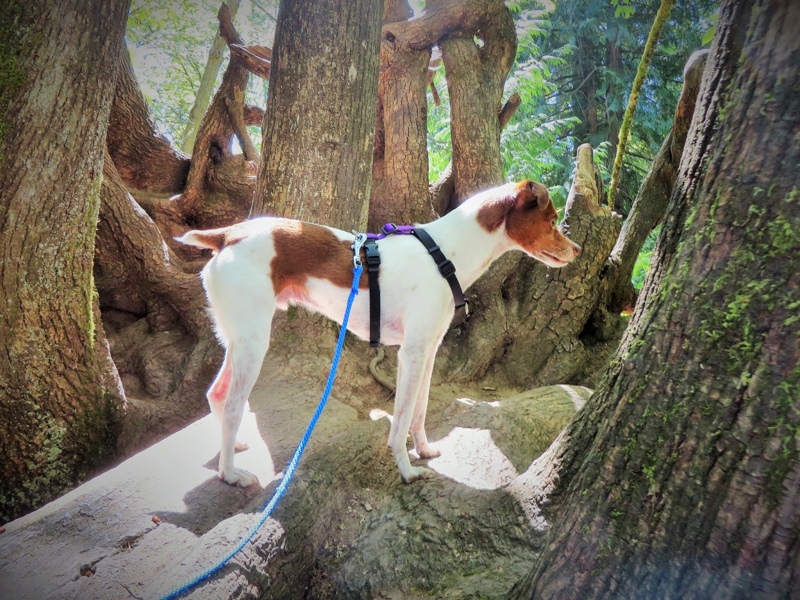 Out & About Lots of dogs wearing the Balance Harness