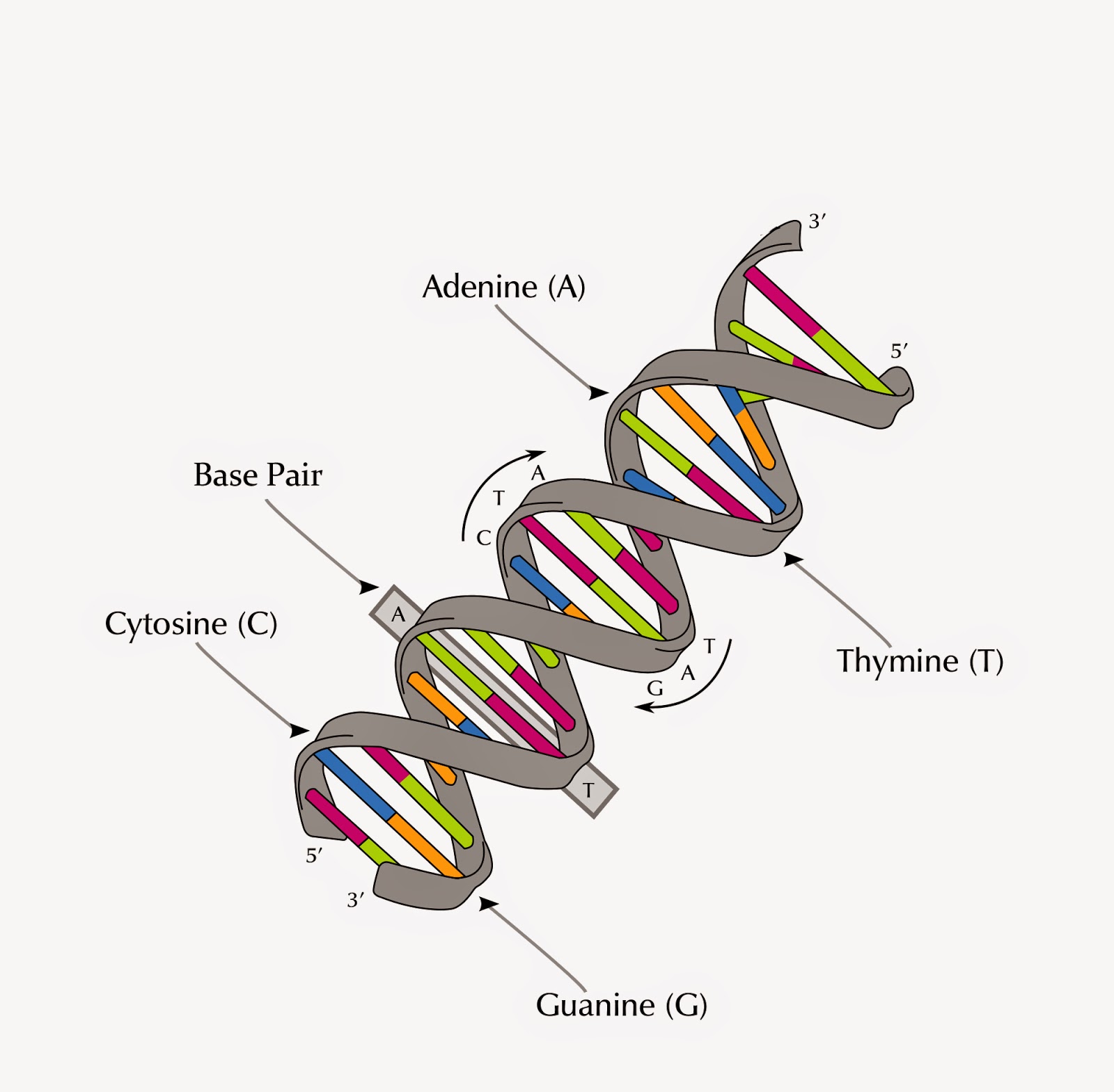 DNA_structure.jpg