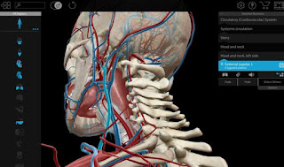 Anatomia Del Corpo Umano 3d Su Internet Navigaweb Net