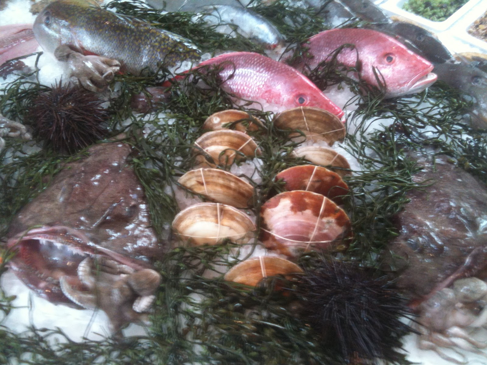 The Edible Ocean Shellfish Status