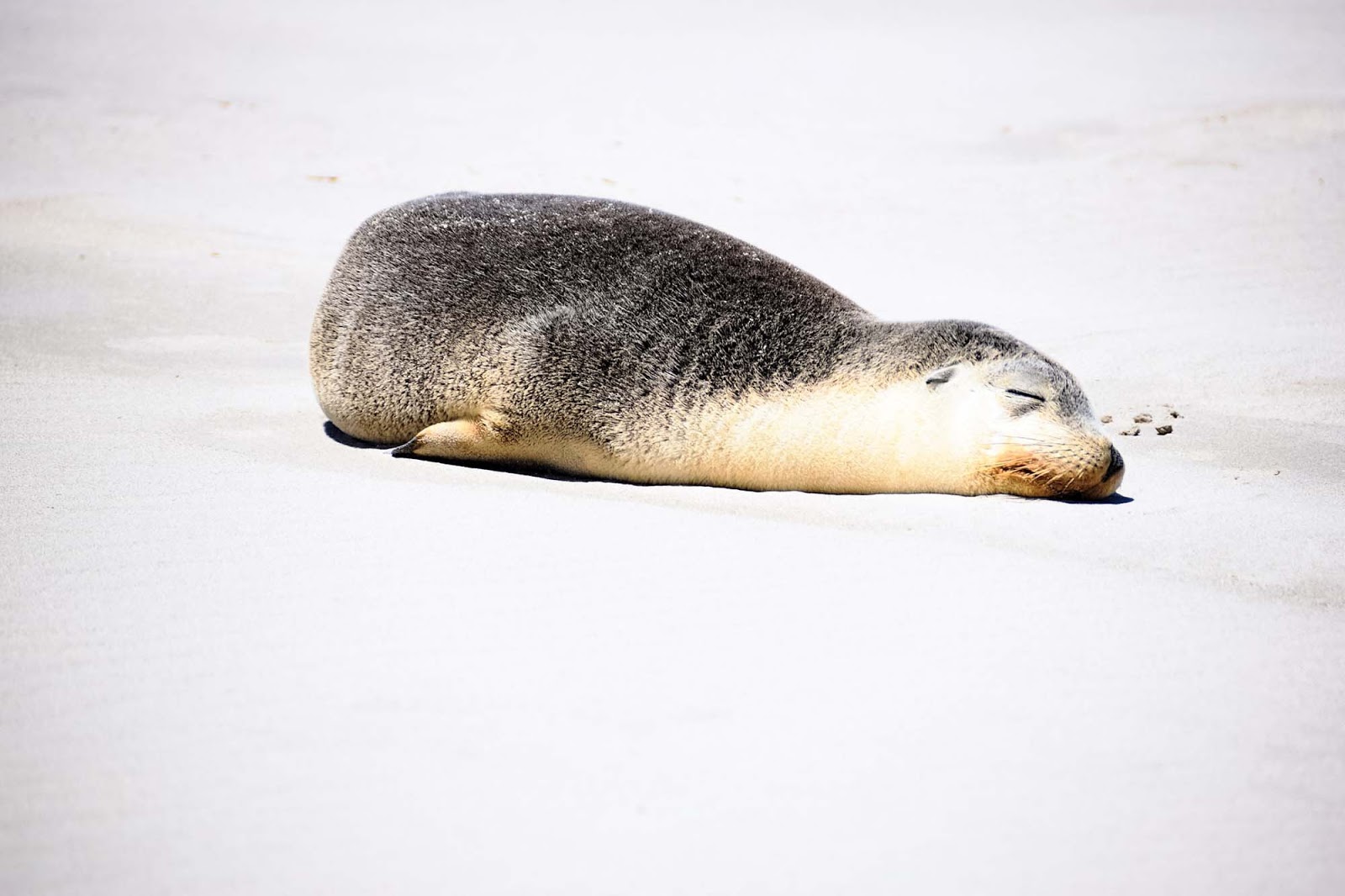 seal bay kangaroo island