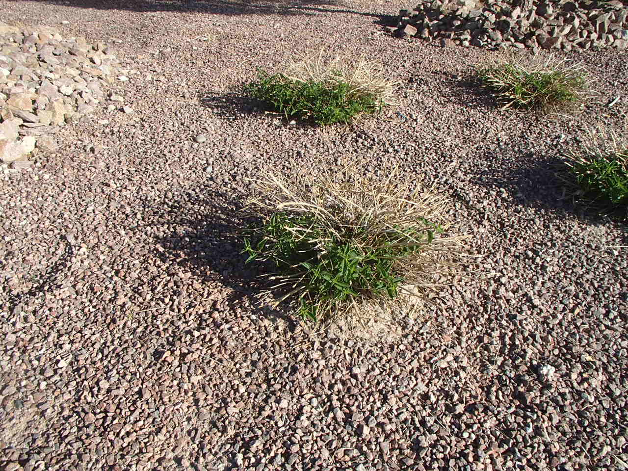 Xtremehorticulture of the Desert Cut Back Lantana After Leaf Drop