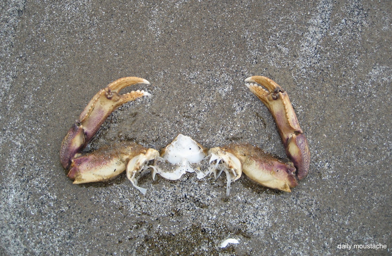 dailymoustache 164 Crab Claws