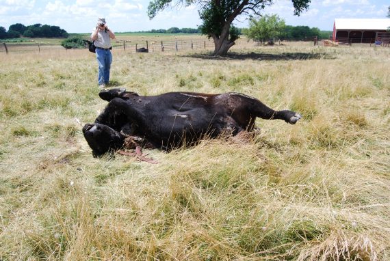 Orbita Cero Mendoza, Argentina EE.UU. Mutilaciones de ganado Los