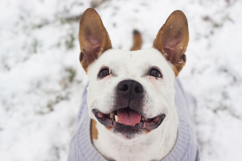 Breed Specific Legislation Had No Effect on Dog Bites in Odense, Denmark