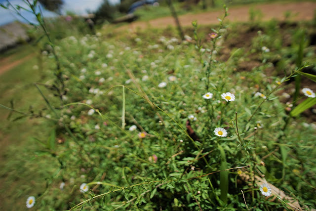 6D5N Pai and Chiang Mai : Chiang Mai (Part 2/2) | Catchingtravels