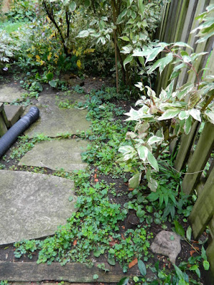 Toronto Fall Cleanup Before in a Riverdale backyard by Paul Jung Gardening Services--a Toronto Organic Gardening Company Toronto Fall Cleanup Before in a Riverdale backyard by Paul Jung Gardening Services--a Toronto Organic Gardening Company