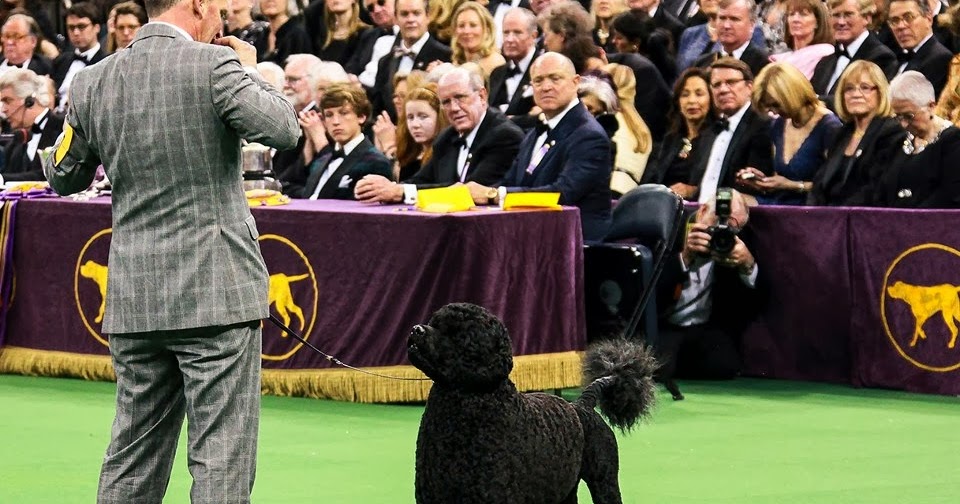 DOG SHOW POOP: WWW: THE WORKING GROUP