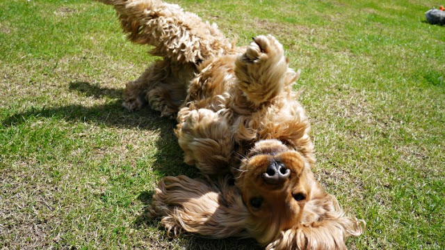 Golden Cocker Spaniel called Dylan