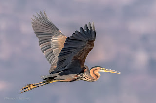 Purple Heron in Flight - Woodbridge Island, Cape Town Purple Heron in Flight - Woodbridge Island, Cape Town