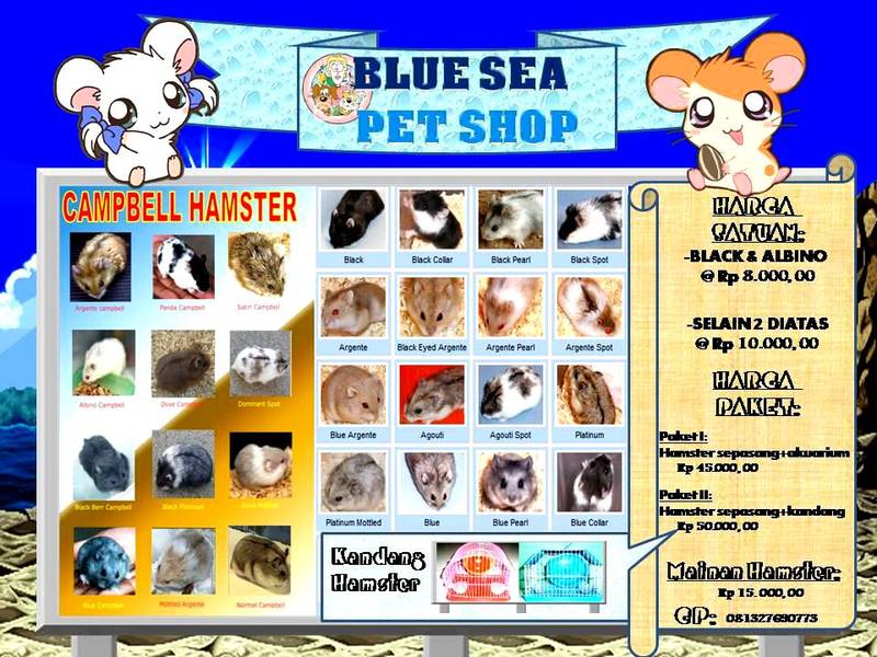 BLUE SEA PET SHOP ONLINE Hamster Campbell Yogyakarta / Jogja