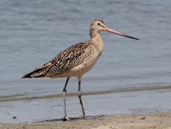 migration bird fall beach birds south winter wing north underway spring fly migrant right bethel